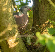 Common Wood Pigeon