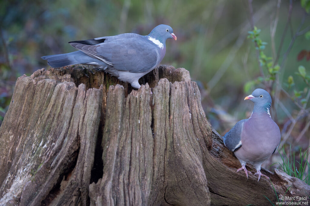 Pigeon ramieradulte nuptial