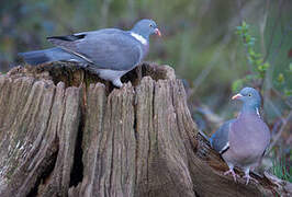 Common Wood Pigeon