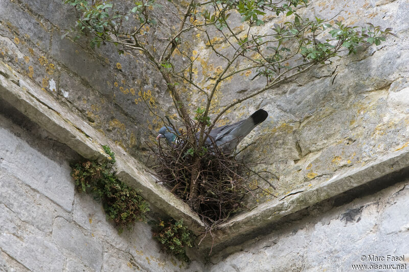 Common Wood Pigeonadult breeding, Reproduction-nesting