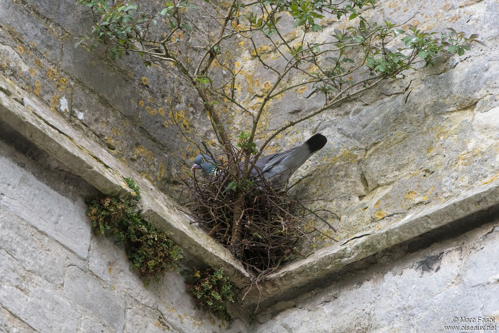 Common Wood Pigeonadult breeding, Reproduction-nesting