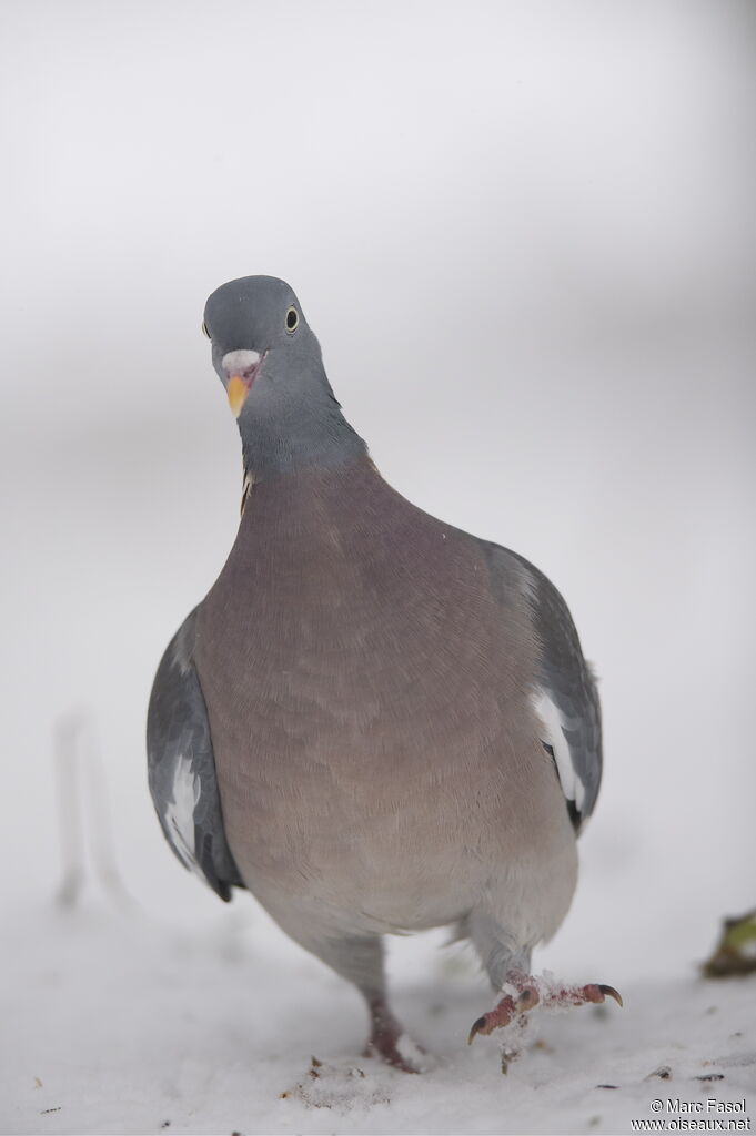 Pigeon ramieradulte internuptial, Comportement