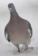 Common Wood Pigeon