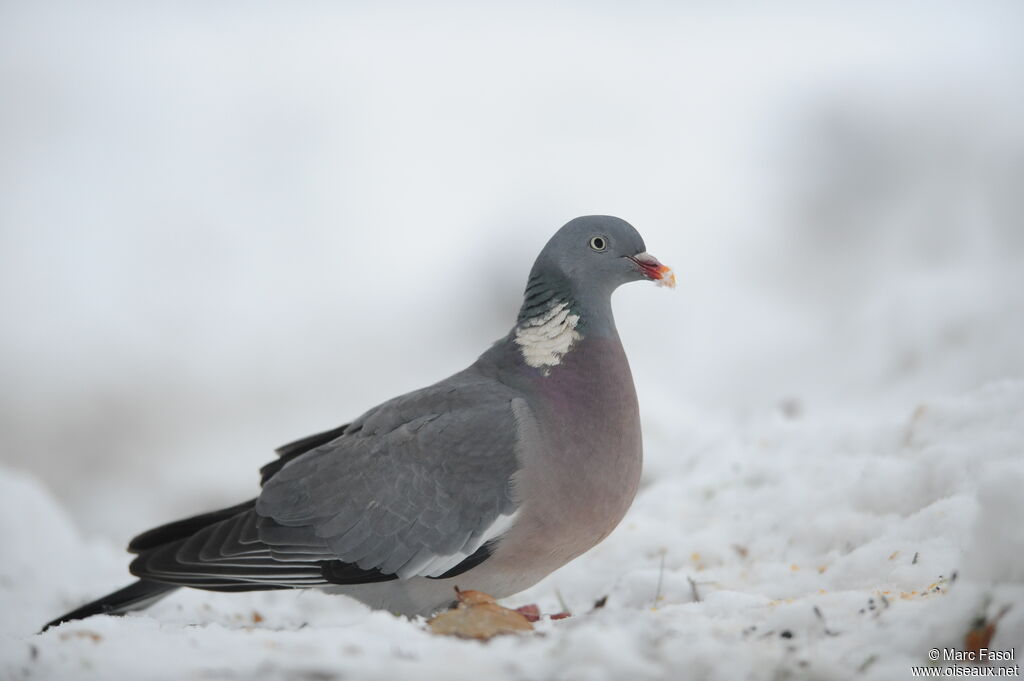 Common Wood Pigeon, identification, feeding habits