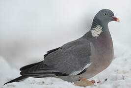 Common Wood Pigeon