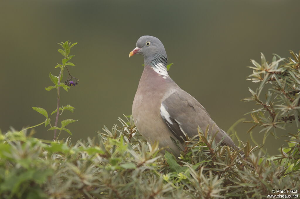 Common Wood Pigeonadult, identification, feeding habits