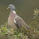 Pigeon ramier