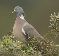 Common Wood Pigeon