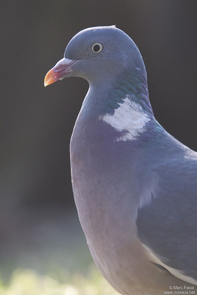 Pigeon ramieradulte, identification