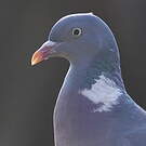 Pigeon ramier