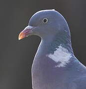 Common Wood Pigeon