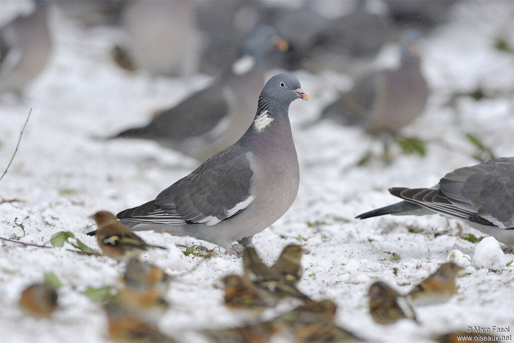 Pigeon ramieradulte internuptial, identification, Comportement