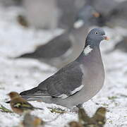 Common Wood Pigeon