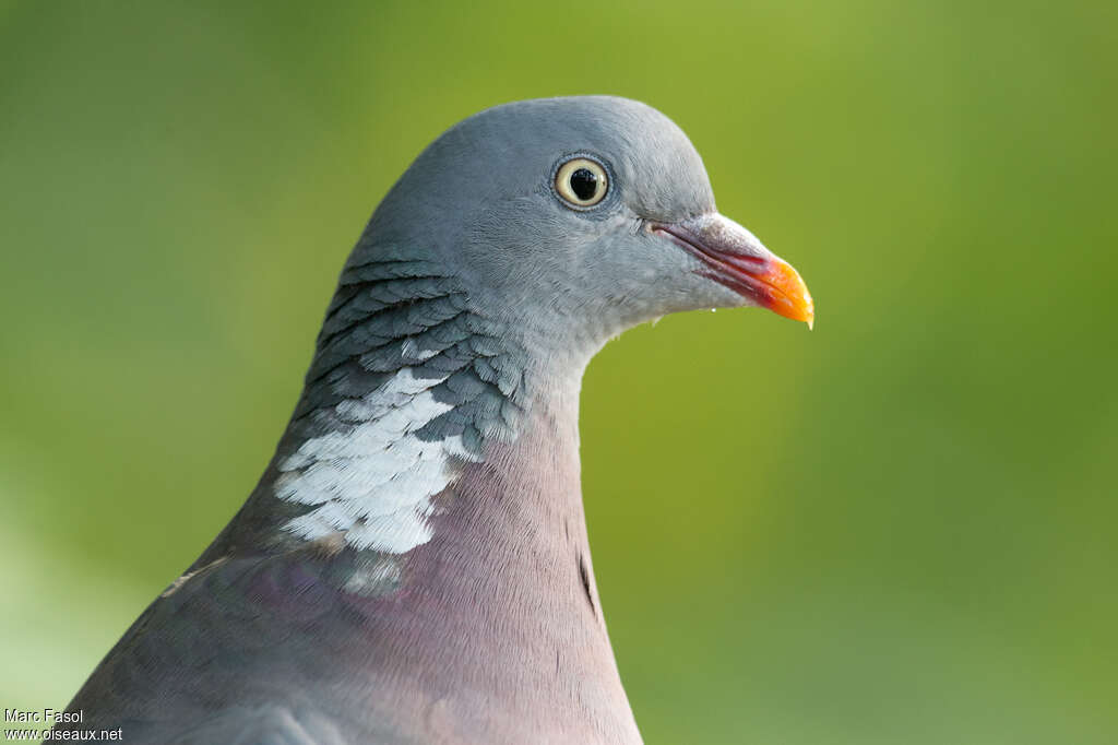 Common Wood Pigeonadult, close-up portrait