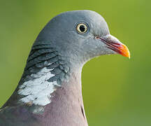 Common Wood Pigeon