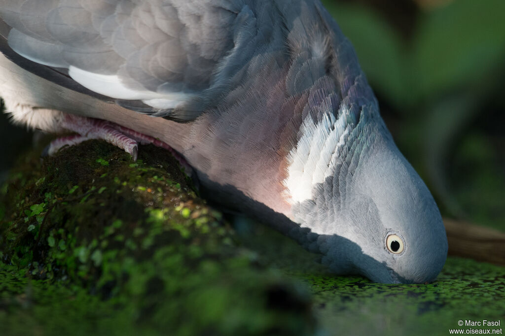 Pigeon ramieradulte, identification, boit