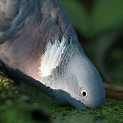 Common Wood Pigeon