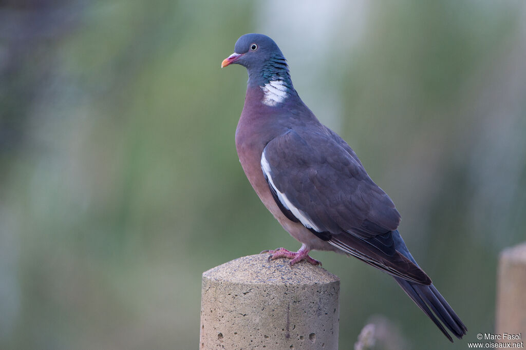 Pigeon ramieradulte, identification