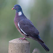 Common Wood Pigeon