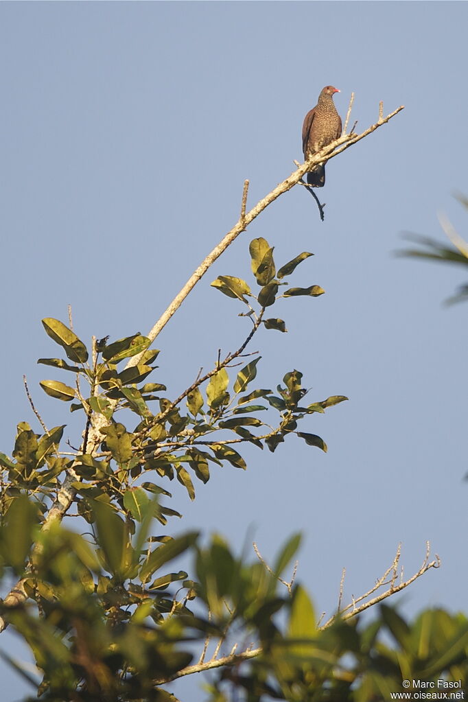 Scaled Pigeonadult, identification