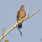 Pigeon ramiret