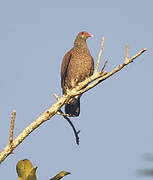 Scaled Pigeon