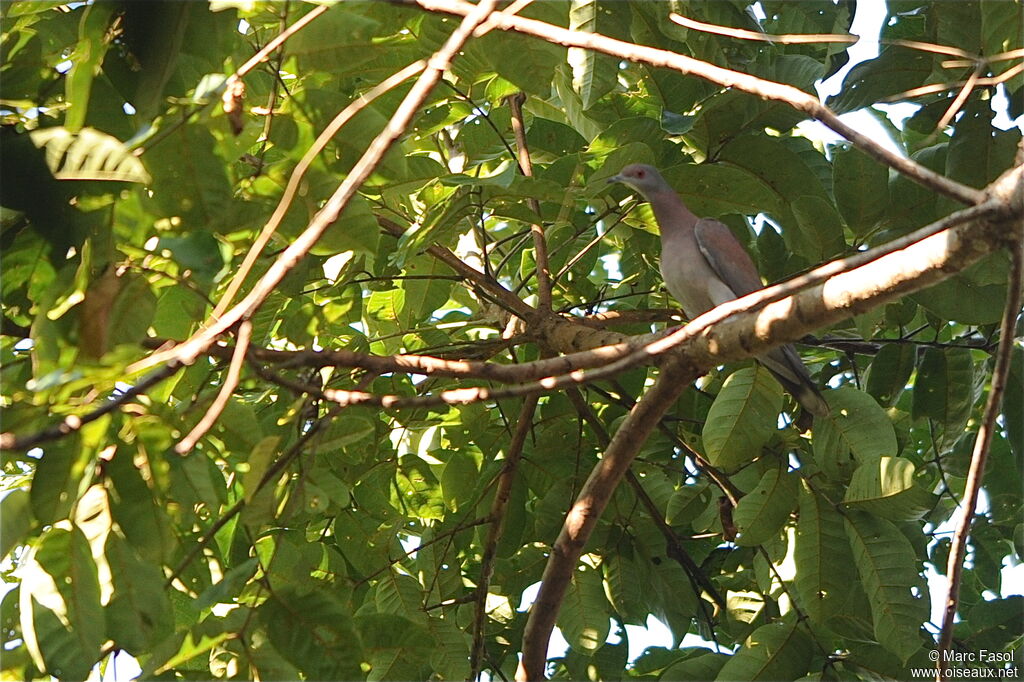 Pigeon roussetadulte, identification