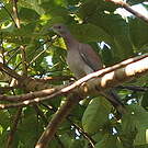 Pigeon rousset