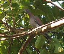 Pale-vented Pigeon