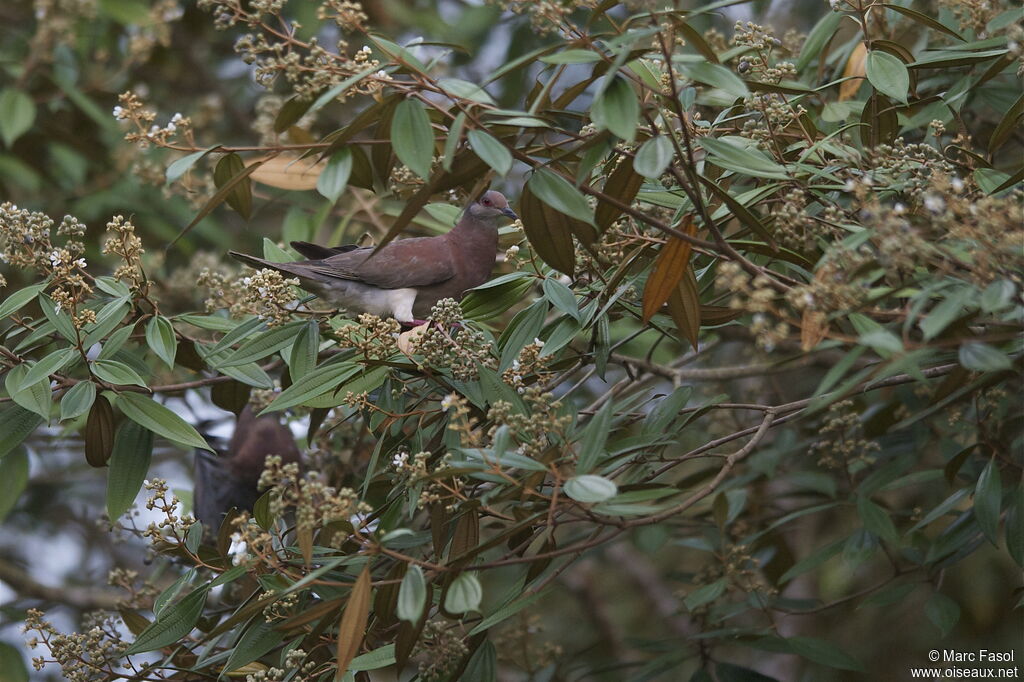 Pigeon roussetadulte, identification, régime, Comportement