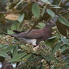 Pigeon rousset