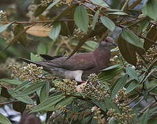 Pigeon rousset