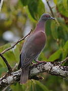 Pale-vented Pigeon