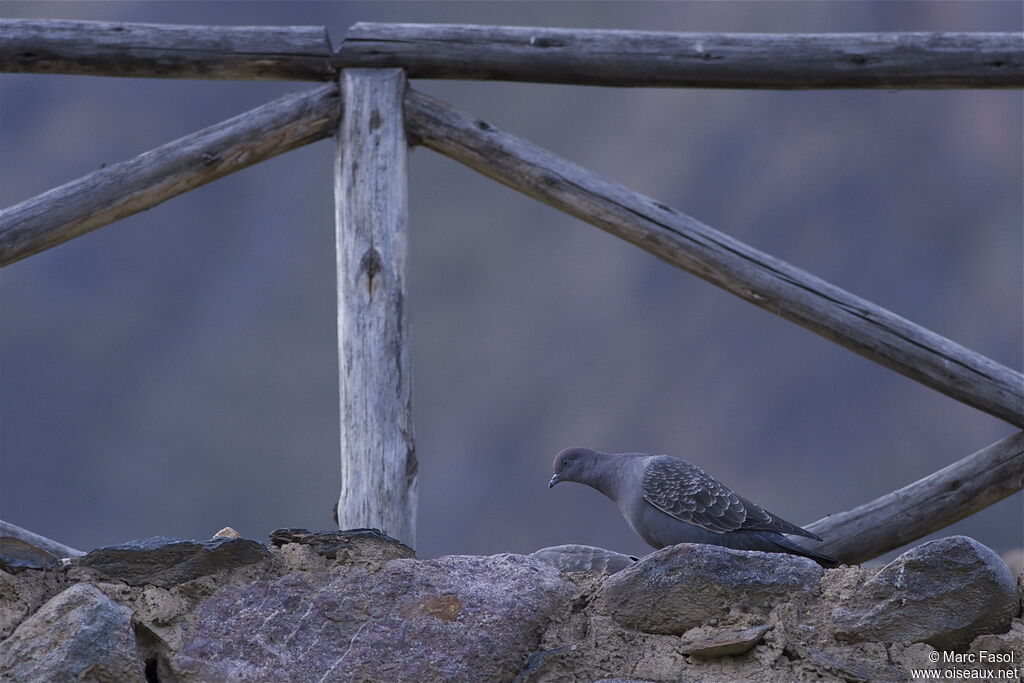 Pigeon tigréadulte, identification