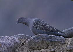 Spot-winged Pigeon