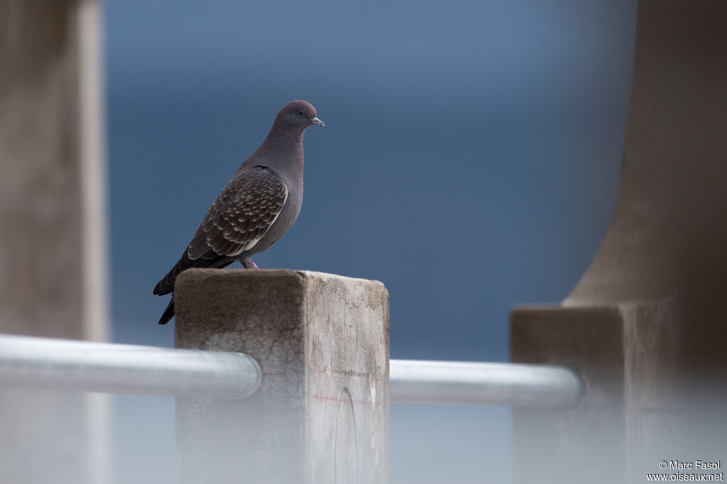 Spot-winged Pigeonadult breeding, identification