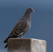 Spot-winged Pigeon