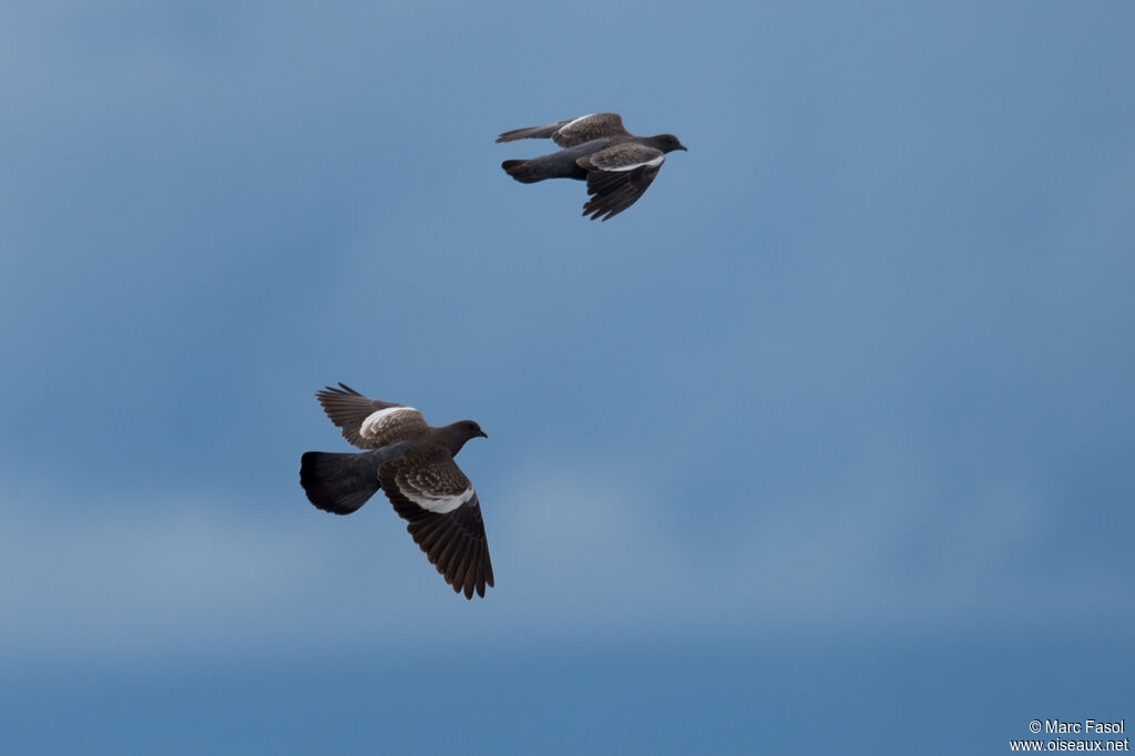 Pigeon tigréadulte, Vol