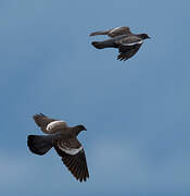 Spot-winged Pigeon