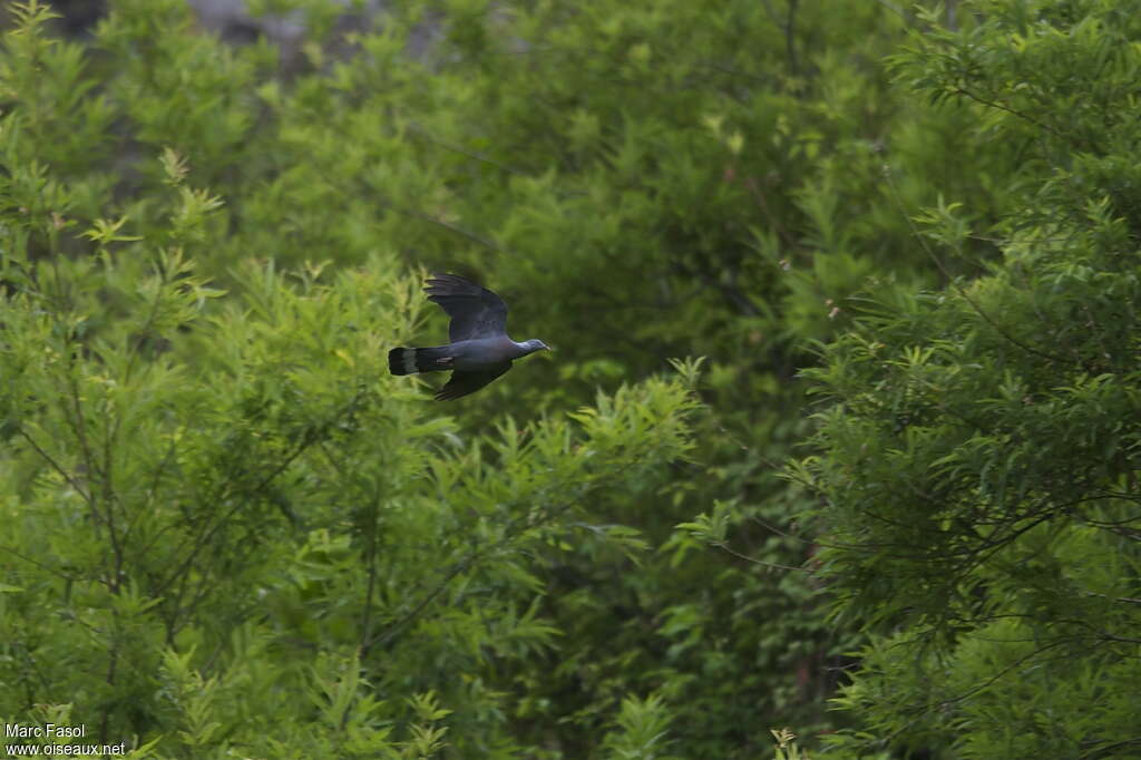 Trocaz Pigeonadult breeding, Flight