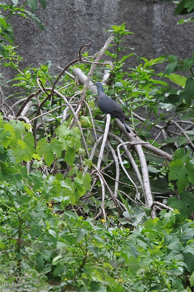 Trocaz Pigeonadult breeding, identification