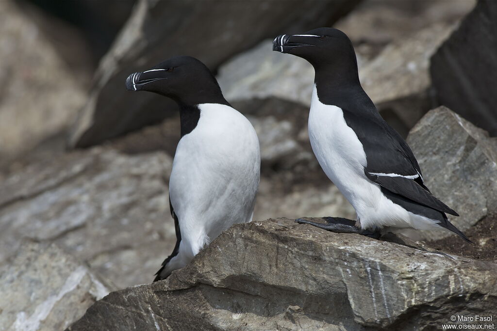 Razorbill adult breeding, identification, Reproduction-nesting