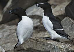 Razorbill