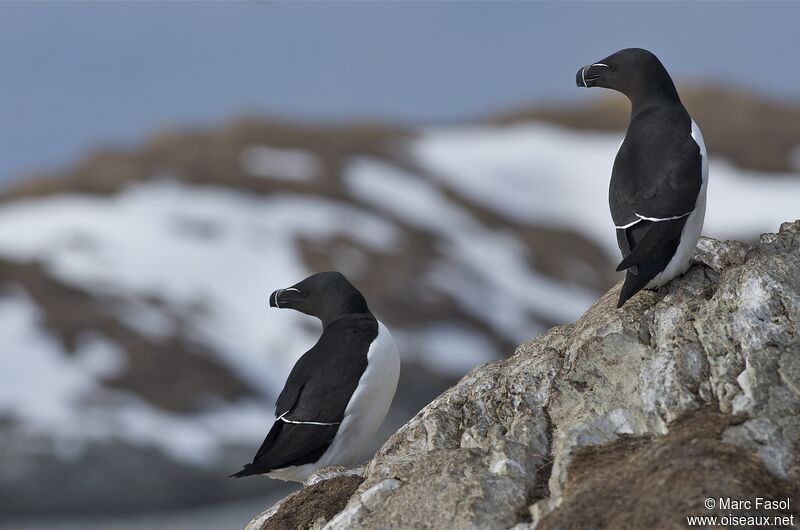 Pingouin torda adulte nuptial, identification