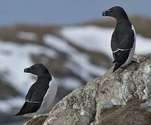 Razorbill