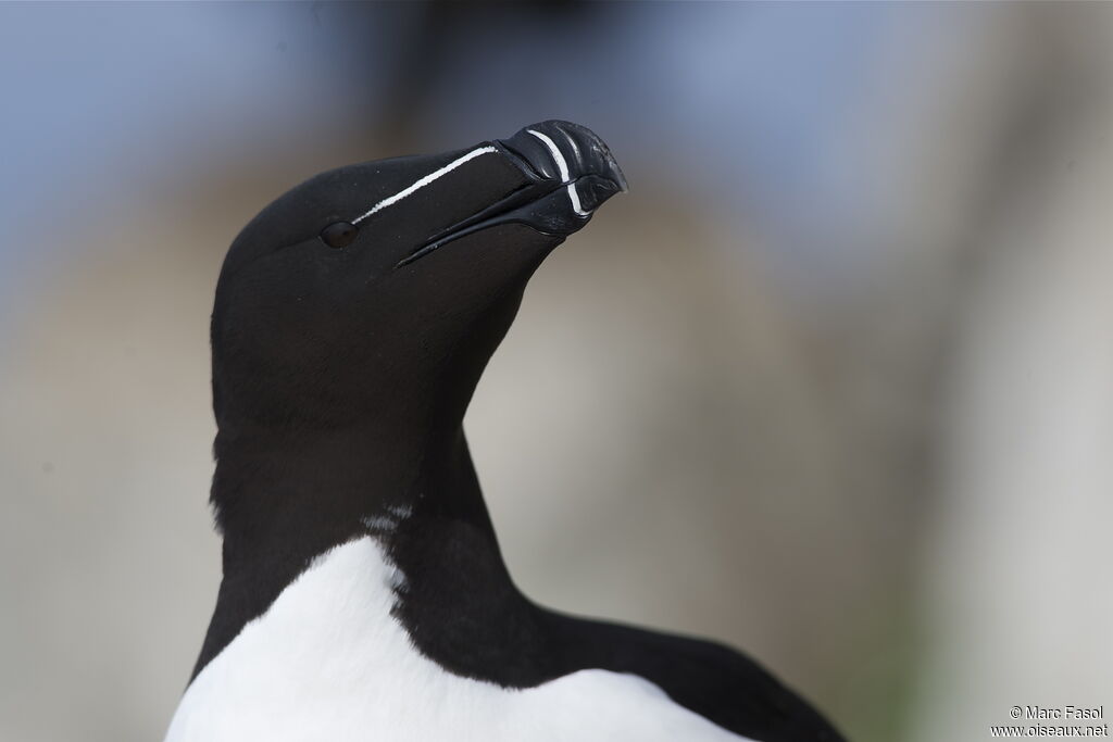 Razorbilladult breeding, close-up portrait