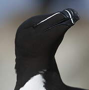 Razorbill