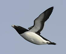 Razorbill