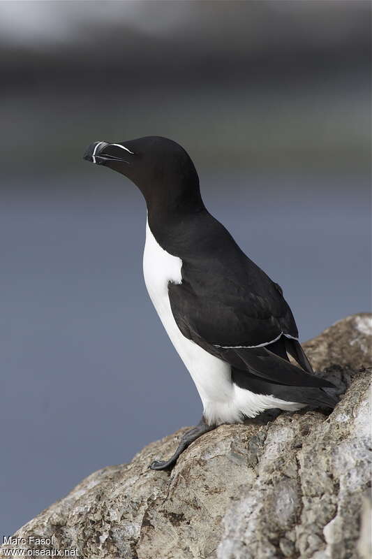 Pingouin tordaadulte nuptial, identification