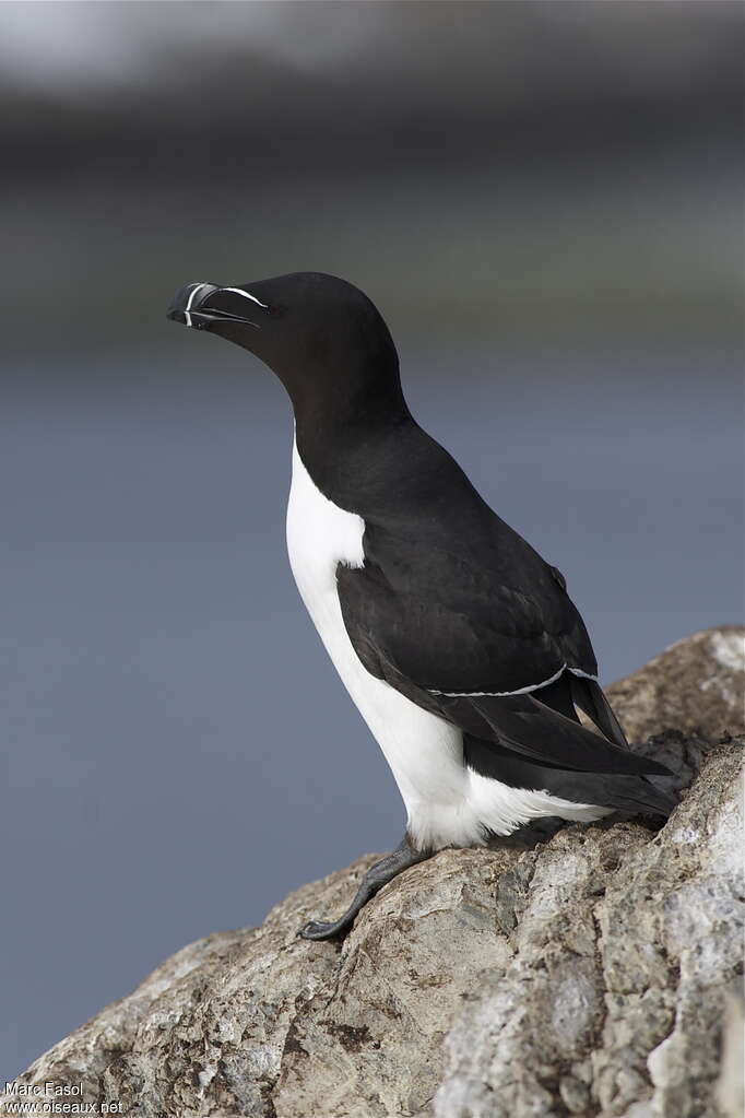 Razorbilladult breeding, identification